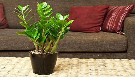 Cây "hút lộc" có thực sự gây nguy hiểm chết người?