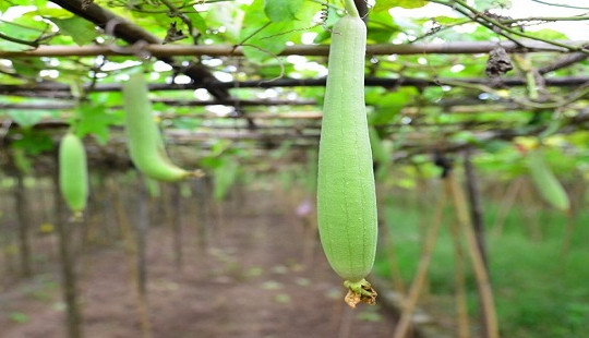 Loại quả duy nhất chữa được vô số bệnh mà không gây tác dụng phụ