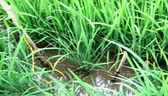 Cà Mau: Dùng xung điện xiệc chuột 1 người tử vong