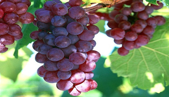 Giải mã “chất kháng sinh” có trong các loại rau, củ, quả
