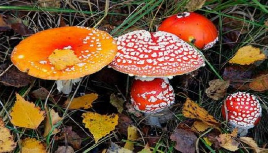 Cục An toàn thực phẩm hướng dẫn cách xử trí và phòng ngừa ngộ độc nấm