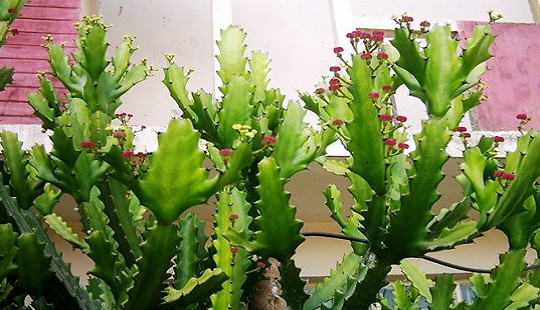 5 loại lá chữa bệnh và đuổi tà ma trong ngày Tết Đoan Ngọ