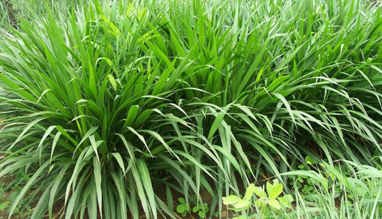 Kỹ thuật bón phân hữu cơ MV-L cho cây cỏ voi đã cho thu hoạch