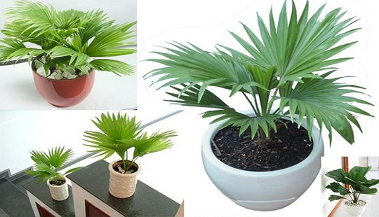 Những cây giúp loại bỏ bức xạ, sóng điện thoại, hóa chất độc hại trong nhà