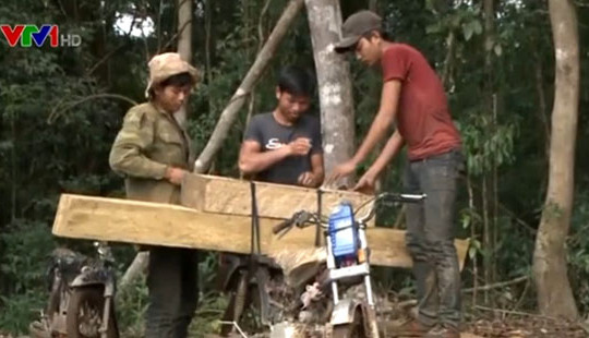 Thủ tướng yêu cầu làm rõ vụ phá rừng ở Kon Tum