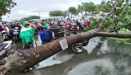 TP. HCM: Mưa dông làm cây xanh bật gốc đè vào người đi đường