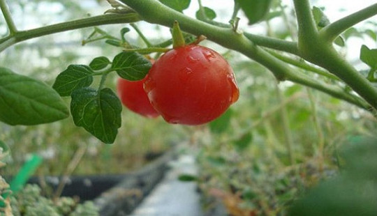 Những nông sản trồng trên đất sao Hỏa đầu tiên được thu hoạch