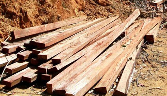 Tóm gọn nhóm lâm tặc chặt phá hàng ngàn mét khối gỗ