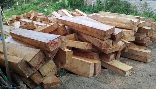 Hàng chục cây pơ mu trăm năm tuổi bị lâm tặc “xẻ thịt” tại biên giới Việt-Lào