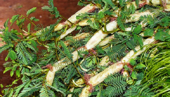 Bài thuốc chữa bệnh từ rau rút