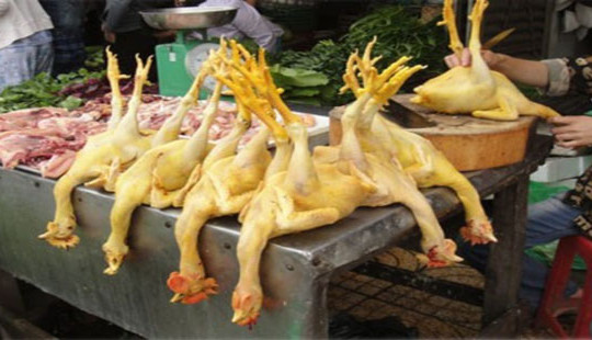 Bị xử phạt vì dùng chất vàng ô nhuộm gà