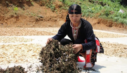 Độc đáo bài thuốc chữa bệnh mạn tính Dân tộc Dao