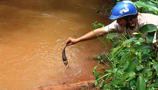 Dân hoang mang vì cá chết bất thường trên dòng suối Đác Dao