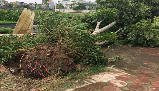 Cây xanh đổ hàng loạt vì đâu?