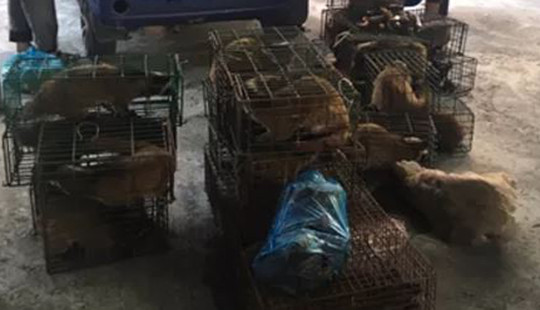 Bắt giữ 2 ô tô vi phạm giao thông phát hiện 63 cá thể cầy giông
