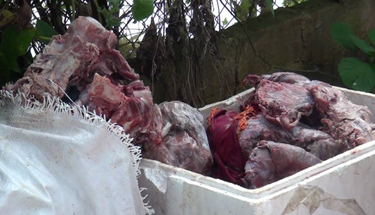 Bắt quả tang cơ sở tàng trữ gần 200 kg nội tạng, thịt bò bốc mùi