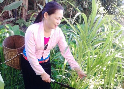 Bài thuốc chữa bệnh mạn tính nức tiếng Hòa Bình