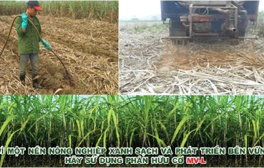 Kỹ thuật bón phân hữu cơ MV-L cho cây mía