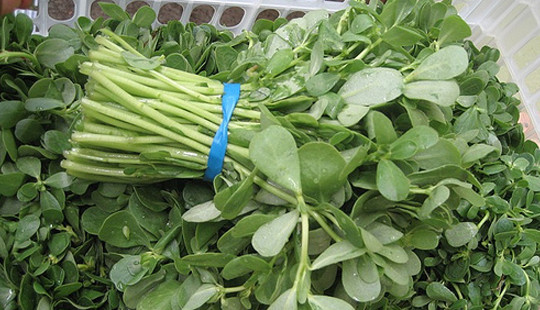 7 tác dụng chữa bệnh của rau sam ít người biết