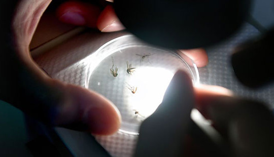 Công bố vắc xin chống Zika trong tháng 10/2016
