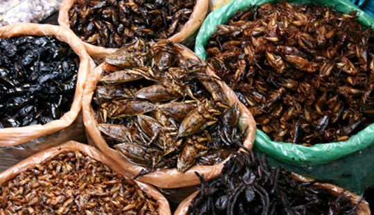 Cảnh báo nguy cơ mất mạng vì ăn côn trùng