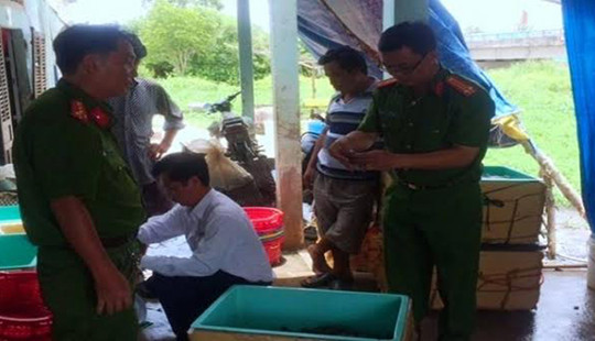 Bạc Liêu: Bắt quả tang cơ sở thu mua, bơm tạp chất vào tôm nguyên liệu
