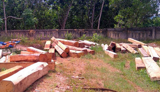 Xử lý nghiêm vụ chặt phá rừng phòng hộ lưu vực sông Bến Hải (Quảng Trị)