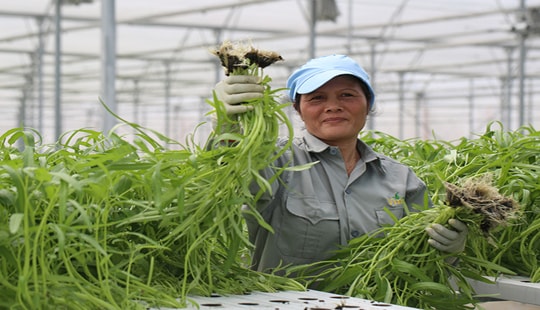 Thực phẩm sạch: Khi “đại gia” bắt tay với nông dân