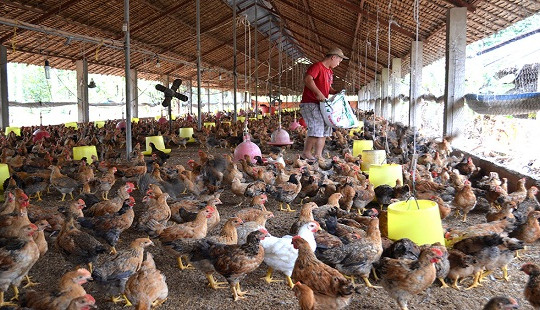 Thương tâm hai vợ chồng bị điện chết trong chuồng gà