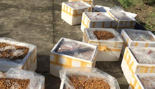 Hơn 500 kg nhộng tằm bốc mùi hôi thối đi xe khách bị bắt giữ