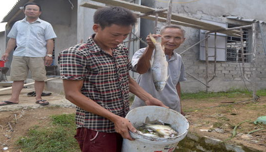 Nghệ An: Cá chết nổi trắng sông Bùng