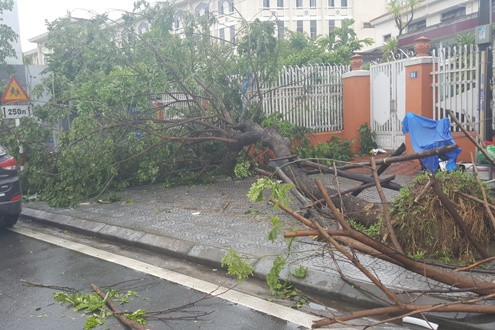 TT-Huế: Gió mạnh do áp thấp nhiệt đới, nhiều cây xanh bị quật ngã