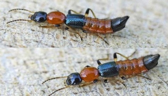 Những cách phòng chống kiến ba khoang tại nhà