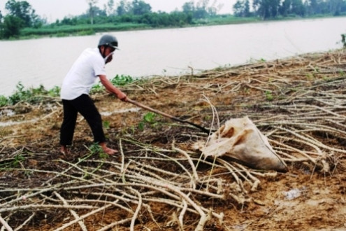 TT-Huế: Người dân hoang mang vì xác lợn chết tràn lan