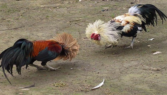 Tạm giữ hình sự 4 đối tượng đá gà ăn tiền