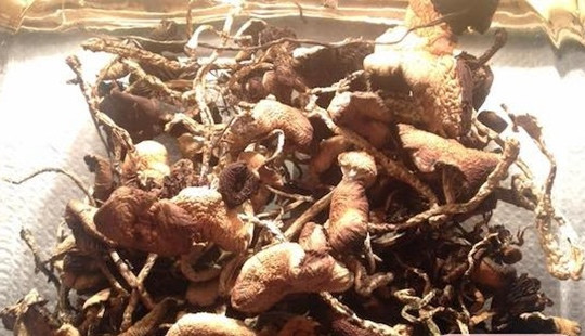 “Nấm thức thần” lối tắt tâm linh hay ảo giác nguy hại?