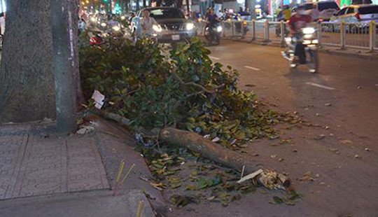 Cành cây gãy rơi trúng người đi đường