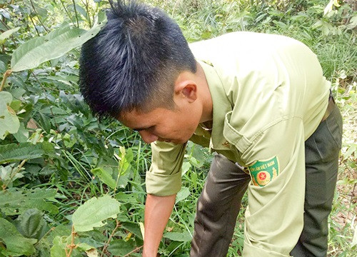 Kon Tum: Gỗ rừng đặc dụng mất, lý giải không thuyết phục
