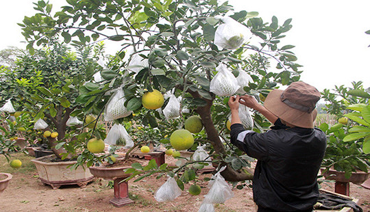 Làng hoa, cây cảnh nhộn nhịp vào mùa phục vụ Tết