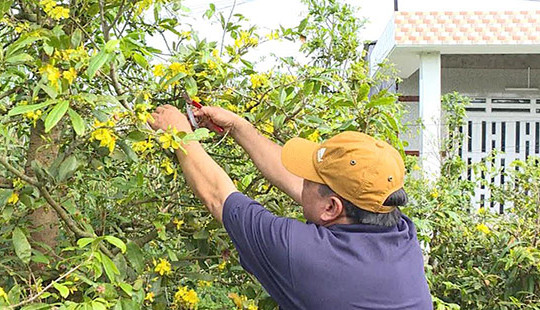Nhà vườn trồng mai lao đao vì hoa nở sớm