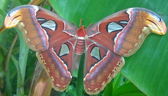 Bạc Liêu: Người dân hoang mang trước sự xuất hiện đàn bướm khổng lồ