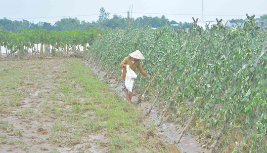 Quảng Nam: Nông dân “trắng tay” sau mưa lũ