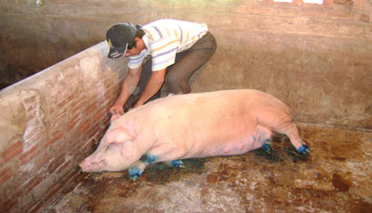 Lào Cai tái bùng phát dịch lở mồm long móng ở gia súc