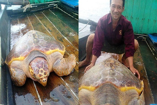 Ngư dân Thanh Hóa thả rùa vàng quý hiếm về biển
