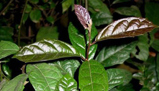 Cây xạ đen chữa ung thư cổ tử cung