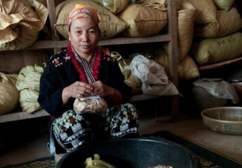 Bài thuốc chữa tiểu đường, xương khớp độc đáo của người dân tộc Dao