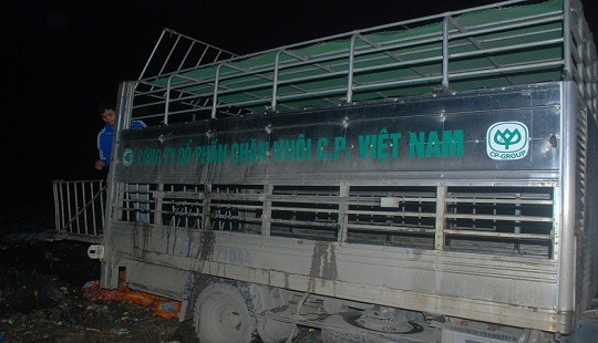 Hà Giang: Tiêu hủy hàng chục con lợn nghi lở mồm long móng