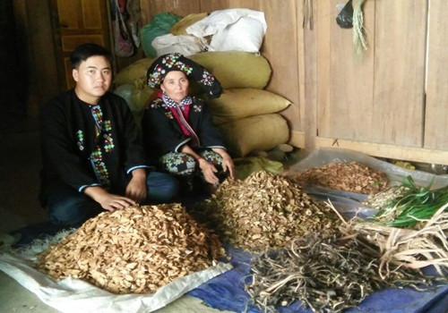 Người dân tộc Dao sở hữu bài thuốc chữa tiểu đường, xương khớp