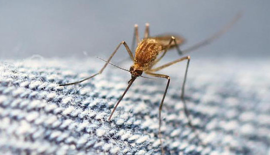 9 bệnh do muỗi truyền nguy hiểm hơn Zika