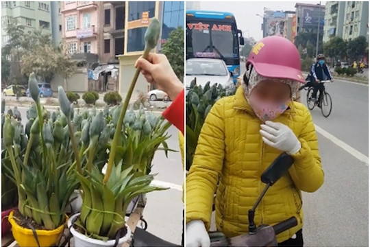 Mất tiền oan khi mua hoa, cây cảnh “rởm” chơi Tết